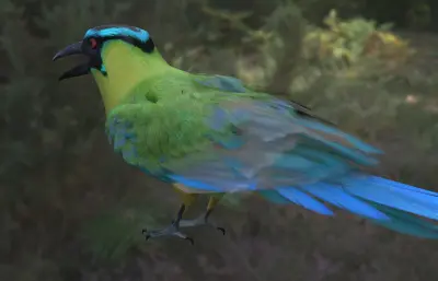 安第斯翠鴗 南美森林观赏鸟类