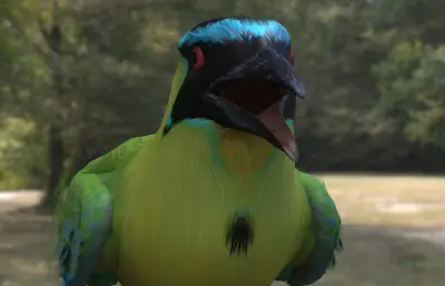 安第斯翠鴗 南美森林观赏鸟类