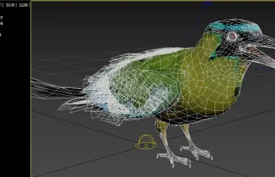 安第斯翠鴗 南美森林观赏鸟类