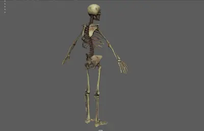 人体骨架 骷髅 骨骼残骸
