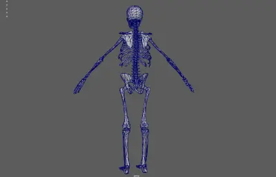 人体骨架 骷髅 骨骼残骸