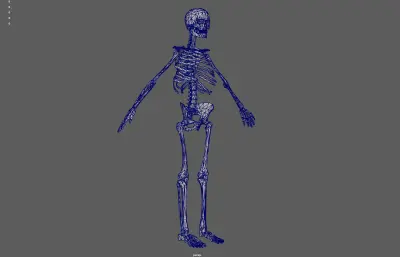 人体骨架 骷髅 骨骼残骸