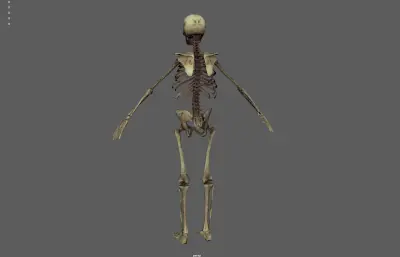 人体骨架 骷髅 骨骼残骸