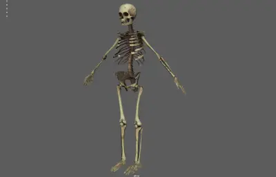 人体骨架 骷髅 骨骼残骸