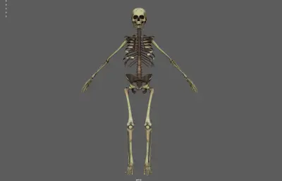 人体骨架 骷髅 骨骼残骸