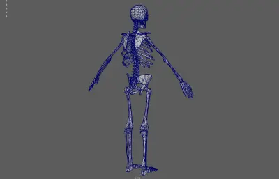 人体骨架 骷髅 骨骼残骸