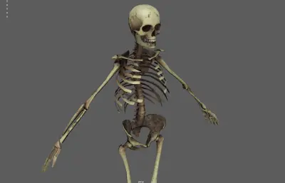 人体骨架 骷髅 骨骼残骸