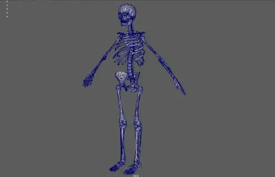 人体骨架 骷髅 骨骼残骸