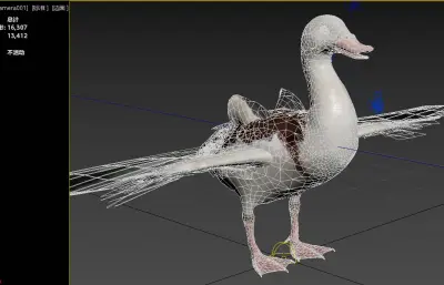 白腹麻鸭 拉贾麻鸭 伯德金河鸭