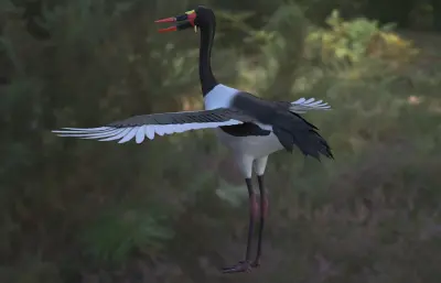 鞍嘴鹳,凹嘴鹳,马鞍嘴鹳