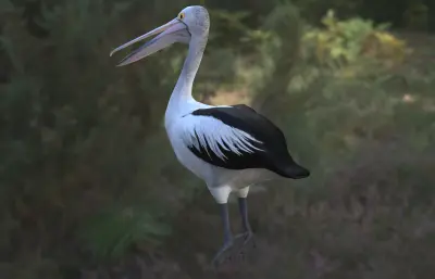 澳洲鹈鹕,澳大利亚鹈鹕,鹈鹕水鸟