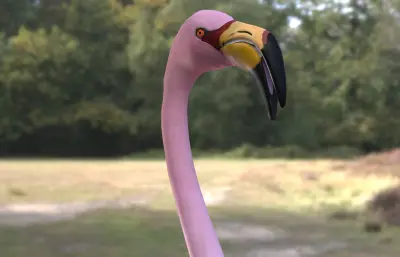 詹姆斯火烈鸟,秘鲁红鹳,蓬那红鹳