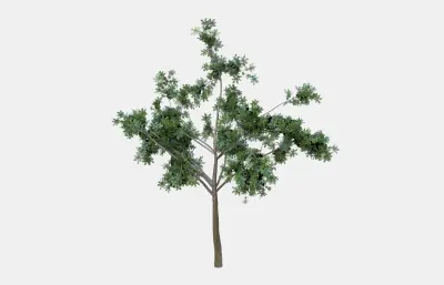 树木 植物 大树柏树