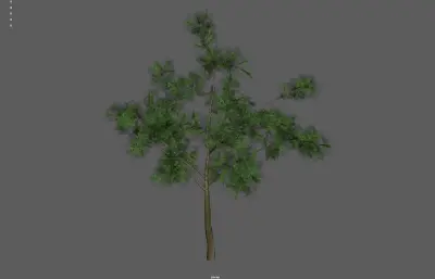 树木 植物 大树柏树