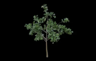 树木 植物 大树柏树