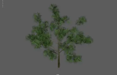 树木 植物 大树柏树