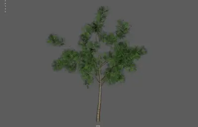 树木 植物 大树柏树