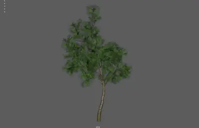 树木 植物 大树柏树