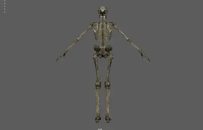 骷髅 骨架 人体骨骼