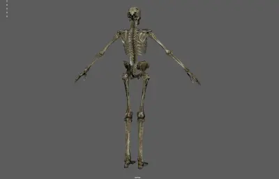 骷髅 骨架 人体骨骼