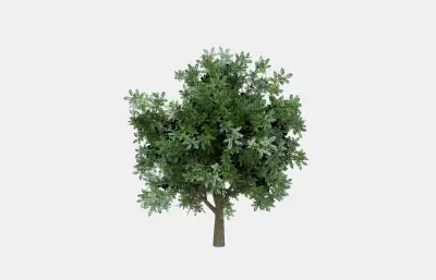 树木植物 绿植大树 绿叶树塌陷模型