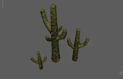 巨型仙人掌 荒漠植物 柱型仙人掌