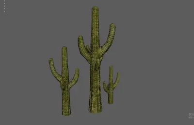 巨型仙人掌 荒漠植物 柱型仙人掌