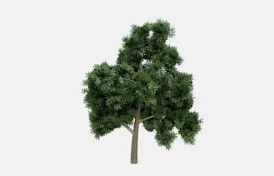 大树 树 植物 绿植树木