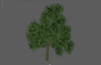 大树 树 植物 绿植树木