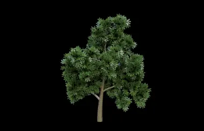 大树 树 植物 绿植树木
