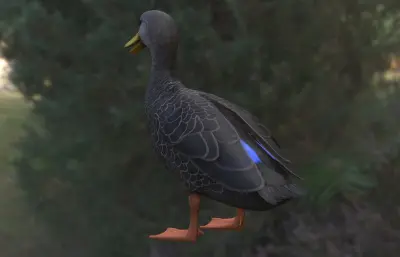 美洲黑鸭新物种动物3dmax模型
