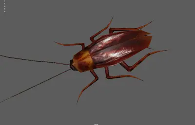 小强昆虫 蟑螂 害虫虫子