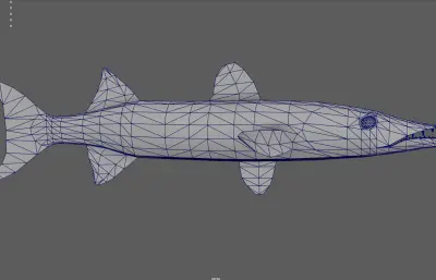 梭子鱼,海狼鱼,深海鱼类塌陷模型