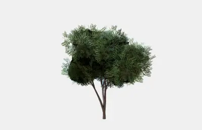 槐树,树木绿植 景观树木