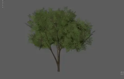 槐树,树木绿植 景观树木