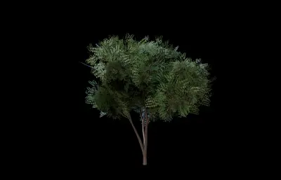 槐树,树木绿植 景观树木