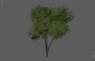 槐树,树木绿植 景观树木
