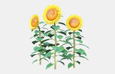向日葵 桔梗目 葵花 向阳花
