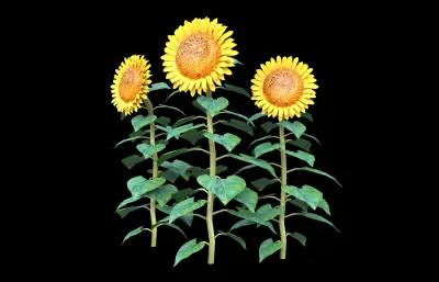 向日葵 桔梗目 葵花 向阳花2
