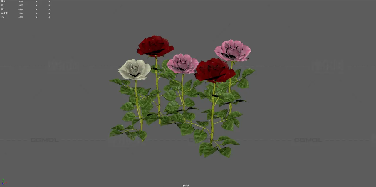 玫瑰花 鲜花花朵 月季花植株组合