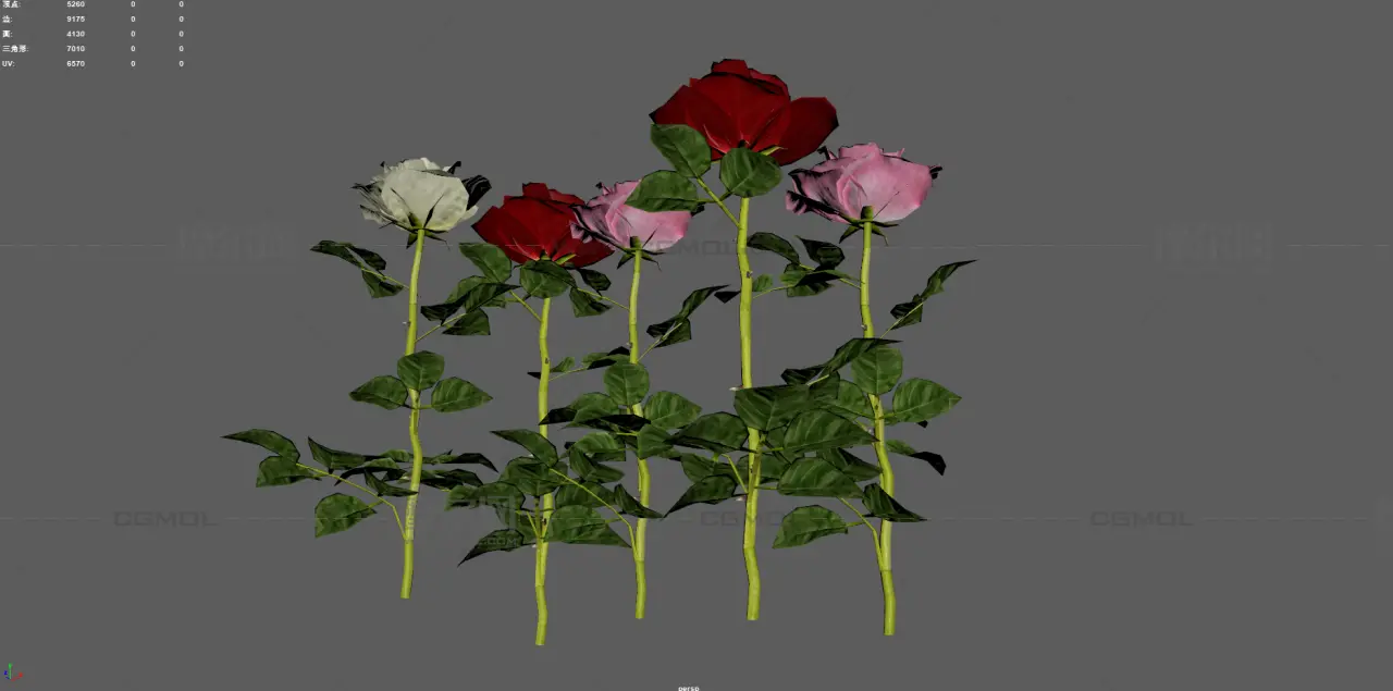 玫瑰花 鲜花花朵 月季花植株组合