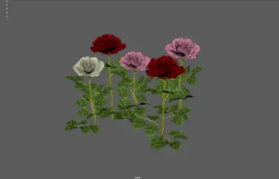 玫瑰花 鲜花花朵 月季花植株组合