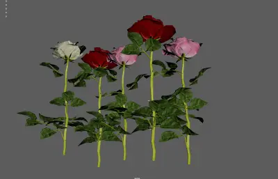 玫瑰花 鲜花花朵 月季花植株组合