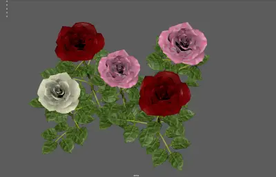 玫瑰花 鲜花花朵 月季花植株组合