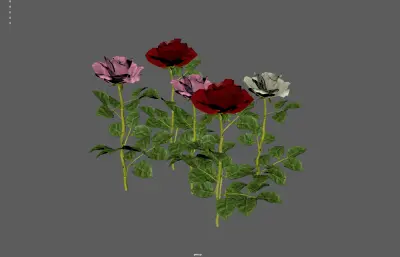 玫瑰花 鲜花花朵 月季花植株组合