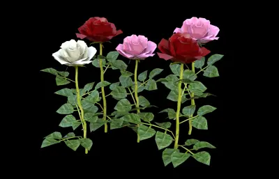 玫瑰花 鲜花花朵 月季花植株组合
