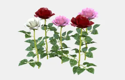 玫瑰花 鲜花花朵 月季花植株组合