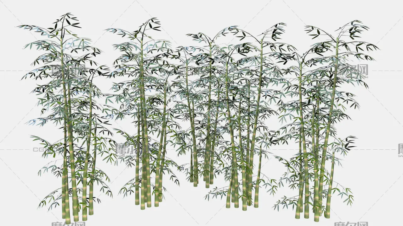 竹子 竹林植物 景观竹