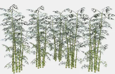 竹子 竹林植物 景观竹