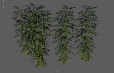 竹子 竹林植物 景观竹